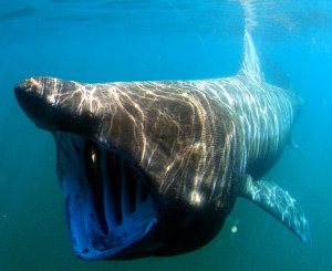 Basking-shark-C